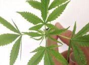 Pesquisadores da Unifesp são alvo de inquérito por simpósio sobre maconha