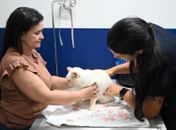 No Dia Mundial dos Animais, Prefeitura destaca avanços das políticas de bem-estar animal em Maceió
