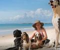 Férias chegam e trazem um dilema: viajar ou não com os pets?