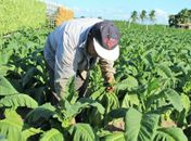 Pesquisa avalia saúde de fumicultores arapiraquenses