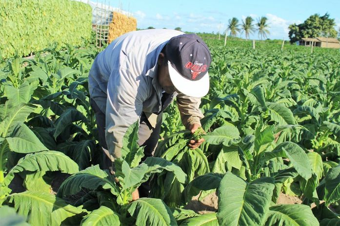 Pesquisa avalia saúde de fumicultores arapiraquenses