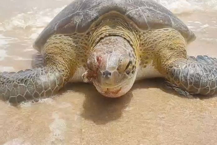 Tartaruga marinha é encontrada ferida em rio no litoral Norte de Alagoas
