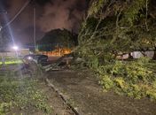Árvore cai em cima de motocicleta em estacionamento na Ufal