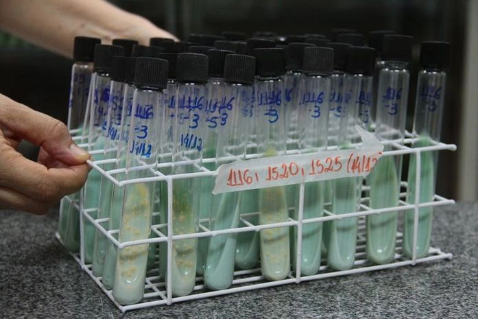 Teste para confirmação de tuberculose utiliza cultura da bactéria em ovos e tubos de ensaio em laboratório