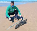 Lobo-marinho é encontrado morto em praia do Litoral Sul de Alagoas