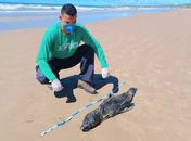 Lobo-marinho é encontrado morto em praia do Litoral Sul de Alagoas
