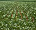 Entenda impasse entre bancada do agro e governo sobre dívidas rurais