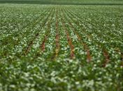Entenda impasse entre bancada do agro e governo sobre dívidas rurais