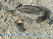 Tartaruga encontrada morta na Praia da Avenida, em Maceió