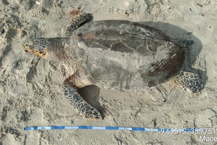 Tartaruga encontrada morta na Praia da Avenida, em Maceió