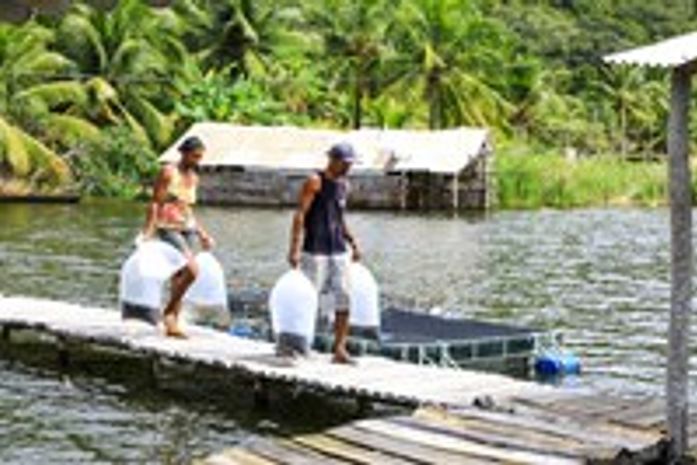 Associações Aquícolas de Coruripe recebem doação de 24 mil alevinos da Seagri-AL