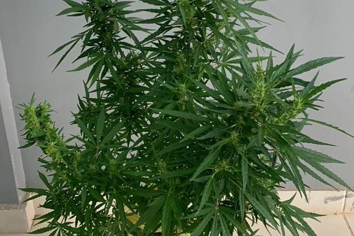 Megaoperação mira grupo ligado a tráfico, armas, homicídios e exploração infantil; 12 já foram presos