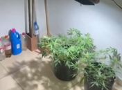 Vídeo: estufa artesanal de maconha é encontrada em casa no Sertão alagoano; suspeito é preso

