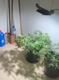 Vídeo: estufa artesanal de maconha é encontrada em casa no Sertão alagoano; suspeito é preso

