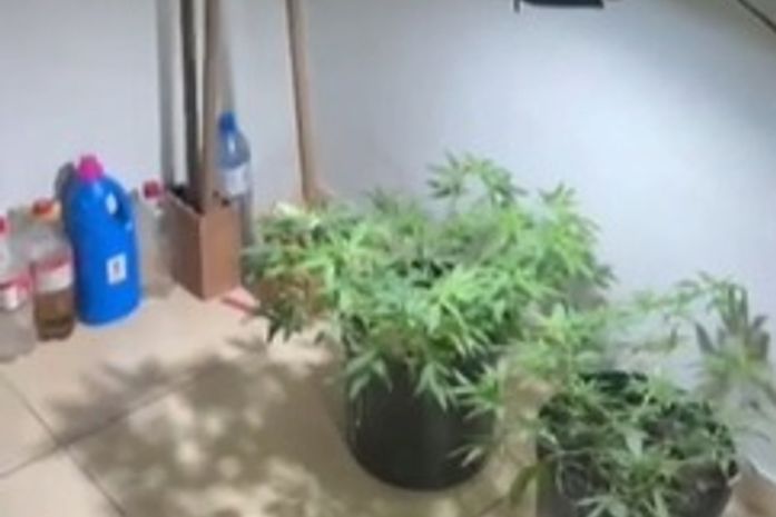 Vídeo: estufa artesanal de maconha é encontrada em casa no Sertão alagoano; suspeito é preso