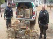 Pássaros apreendidos 