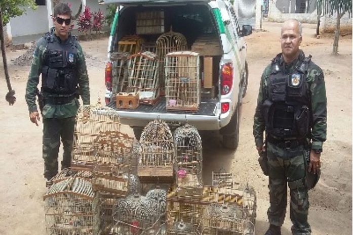 Pássaros apreendidos