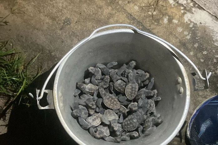 Filhotes de tartaruga morrem atropelados em Guaxuma; fenômeno é conhecido como Fotopoluição