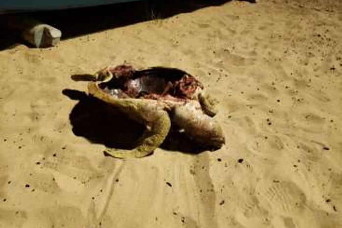 Tartaruga-verde é encontrada morta na Praia de Pajuçara