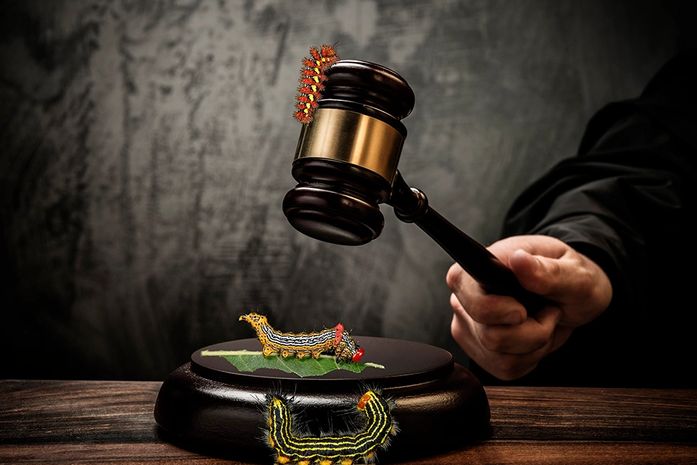 Operação Taturana: oito anos de impunidade e três anos de esperança