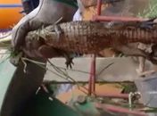 Bombeiros resgatam filhote de jacaré às margens da AL 205 em União dos Palmares