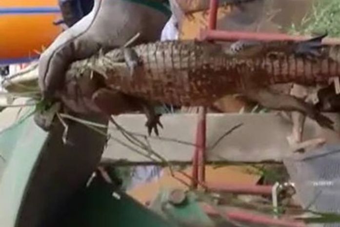 Bombeiros resgatam filhote de jacaré às margens da AL 205 em União dos Palmares