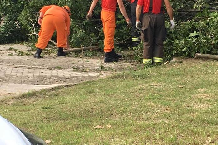 Árvore com maribondos cai em creche na parte alta de Maceió