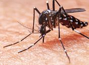 Maceió confirma segunda morte por dengue em 2021 e apresenta aumento no número de casos 