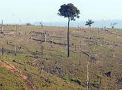 Desmatamento na Amazônia aumenta 13,7% em um ano