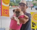 No interior de AL, "Guirra dos Cachorros” vivencia o drama de cuidar de 70 animais de rua sem apoio da Prefeitura e do Estado
