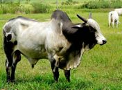 A Assembleia, os deputados e o boi