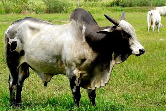 A Assembleia, os deputados e o boi