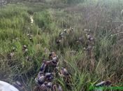 Caranguejos foram soltos em uma área de mangue