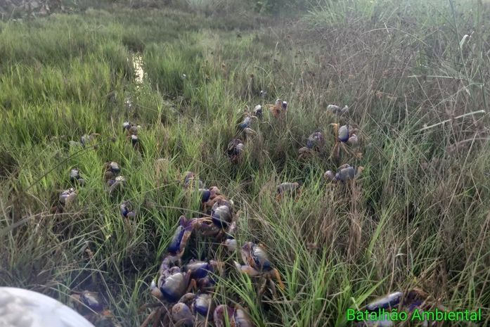 Caranguejos foram soltos em uma área de mangue