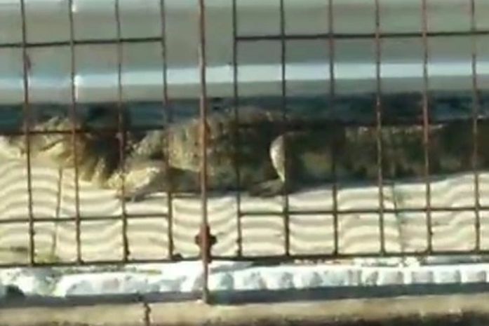Jacaré é encontrado próximo de trilhos de trem e surpreende moradores em Maceió