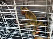 Bombeiros resgatam iguana em União dos Palmares e recolocam animal em área segura