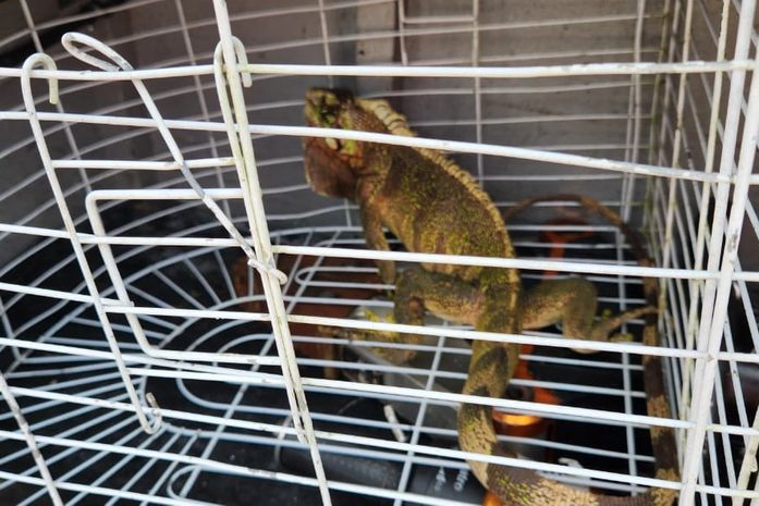 Bombeiros resgatam iguana em União dos Palmares e recolocam animal em área segura