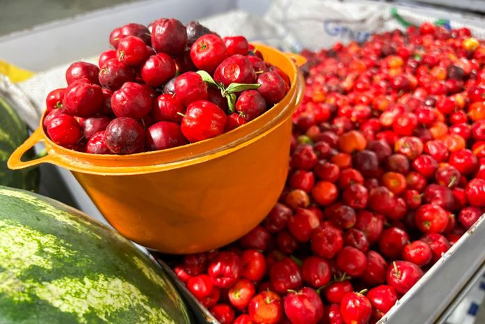 Feira da Agricultura Familiar em Maragogi vai reunir produtores do litoral ao sertão alagoano