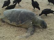 Tartaruga foi encontrada morta na praia de Coruripe