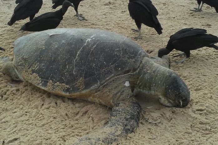 Tartaruga foi encontrada morta na praia de Coruripe