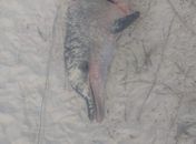Golfinho encontrado no Pontal da Barra