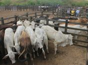 Prefeitura de Arapiraca convoca criadores de bovinos para vacinar rebanhos contra febre aftosa

