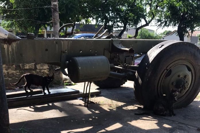 Comissão da OAB constata situação de abandono de cães e gatos no Vergel do Lago, em Maceió