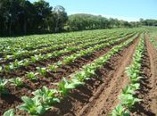 Advento das chuvas reacende a cultura do fumo em Arapiraca