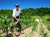 Chuvas que estão caindo no Agreste animam agricultores