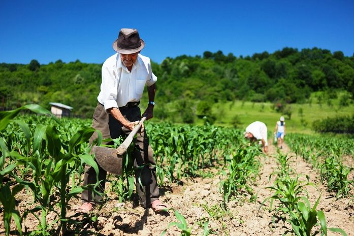 Chuvas que estão caindo no Agreste animam agricultores