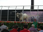Expoagro 2020 dá início a calendário de leilões 