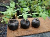 Em parceria com o IMA, shopping de Maceió realiza distribuição de mudas de plantas nativas