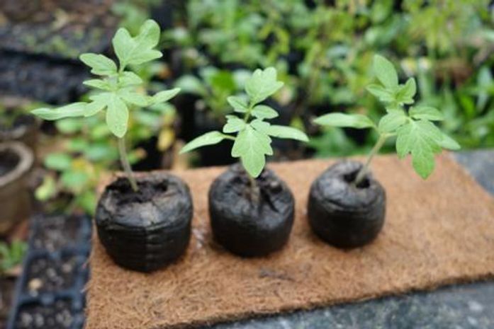 Em parceria com o IMA, shopping de Maceió realiza distribuição de mudas de plantas nativas