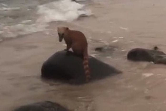 Vídeo: Quati é flagrado por banhistas em praia de AL